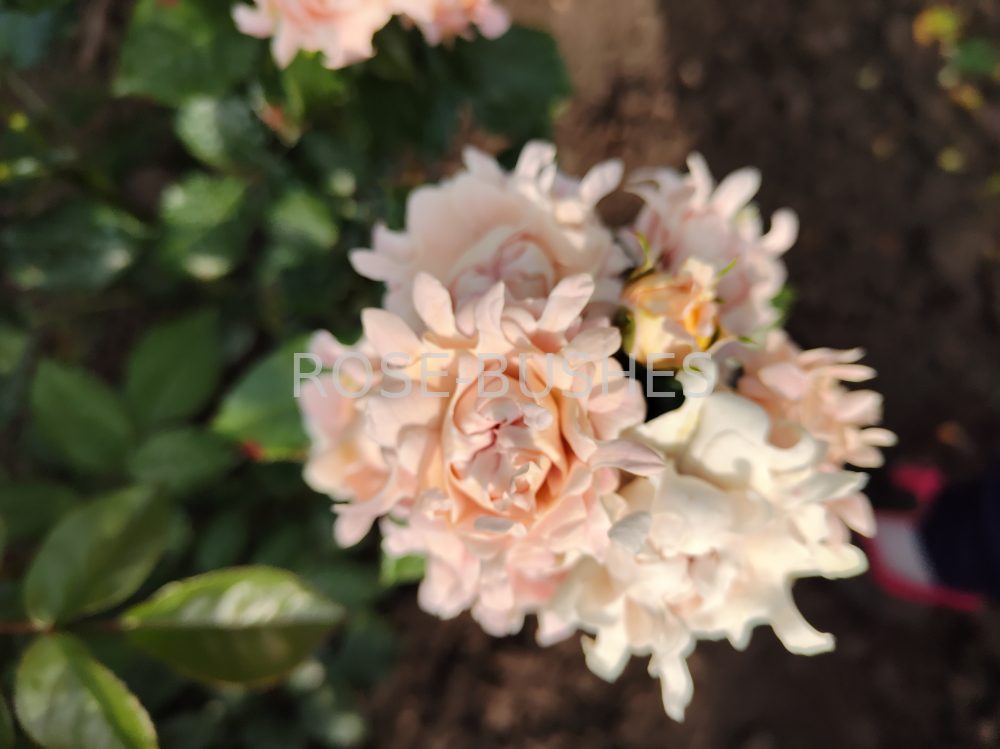 ���� ������. Sweet Ruffles. (�����, ����.) 